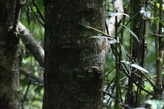 Ilex dipyrena