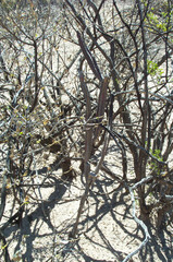 Peniocereus greggii greggii