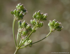Perideridia lemmonii