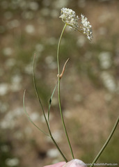 Perideridia lemmonii