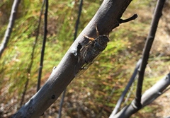 Clidophleps distanti