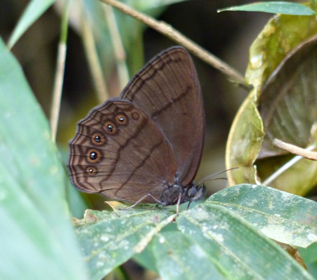 Zischkaia pacarus