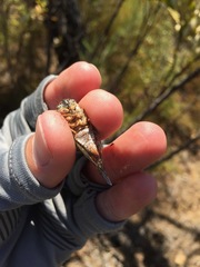 Clidophleps distanti