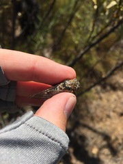 Clidophleps distanti