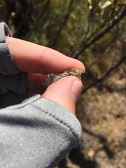 Clidophleps distanti