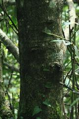 Ilex dipyrena