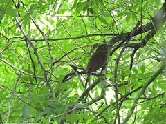 Schiffornis veraepacis