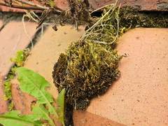 Campylopus introflexus