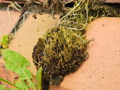 Campylopus introflexus