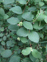 Symphoricarpos albus