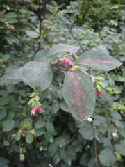 Symphoricarpos albus