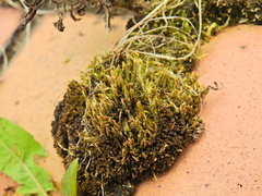 Campylopus introflexus