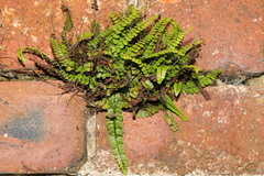 Asplenium trichomanes
