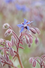 Borago