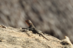 Agama kirkii