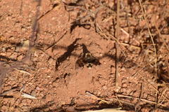 Thyridanthrax nugator