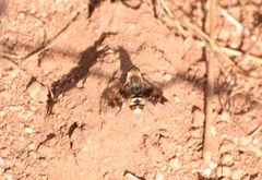 Thyridanthrax nugator