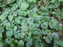 Glechoma hederacea