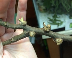 Pachypsylla celtidisgemma