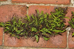 Asplenium trichomanes