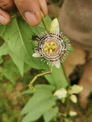 Passiflora exsudans