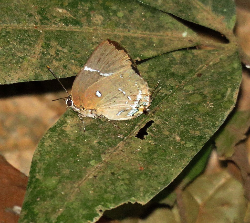 Oenomaus druceus