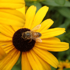 Apis mellifera