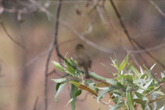 Empidonax difficilis