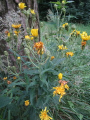 Hieracium umbellatum