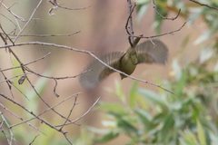 Empidonax difficilis