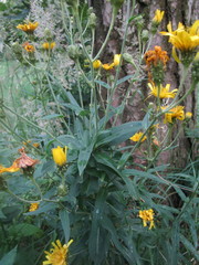 Hieracium umbellatum