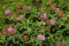 Trifolium pratense