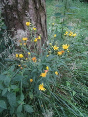 Hieracium umbellatum
