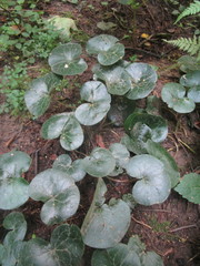 Asarum europaeum