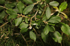 Salix cinerea