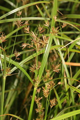 Cyperus longus