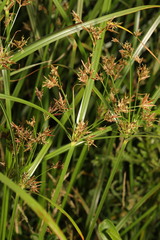 Cyperus longus
