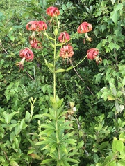 Lilium pyrophilum