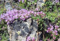 Thymus revolutus