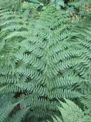 Athyrium filix-femina