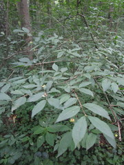Euonymus verrucosus