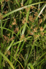 Cyperus longus