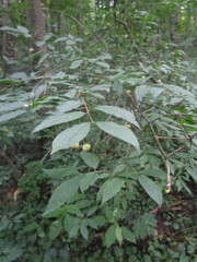 Euonymus verrucosus
