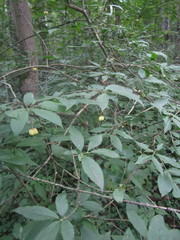 Euonymus verrucosus