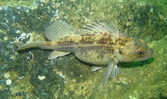 Sebastes auriculatus