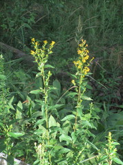 Solidago virgaurea