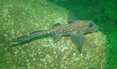 Spotted Ratfish photo 4