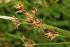 Cyperus longus