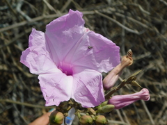 Ipomoea carnea