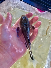 Astroscopus y-graecum